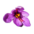 Saffron Ingredient Skincare. Indian heritage routine and rituals.