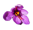 Saffron Ingredient Skincare. Indian heritage routine and rituals.